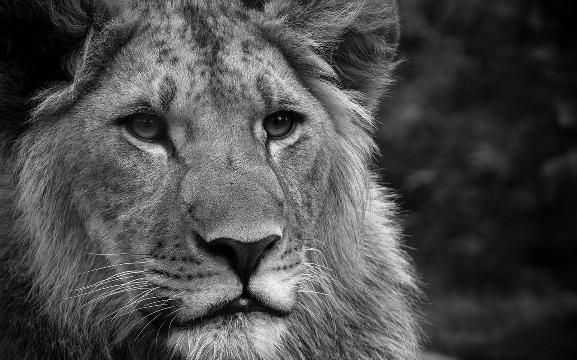 Black And White Lion Wallpaper Image Pictures