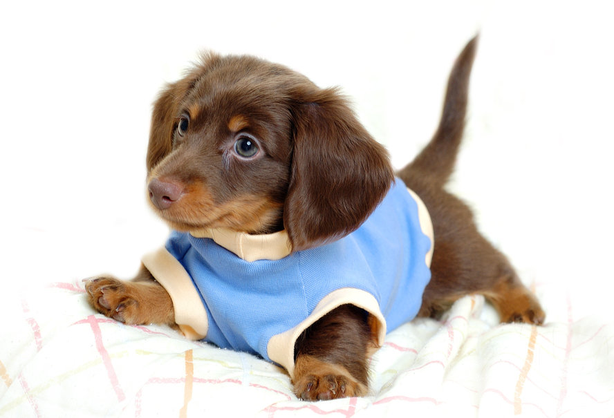 Baby Puppy Hond Wallpaper