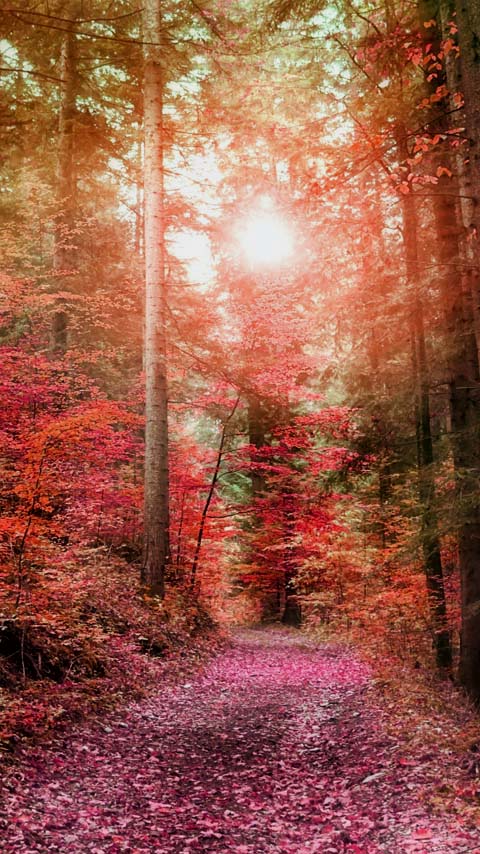 Autumn Wallpaper Phones