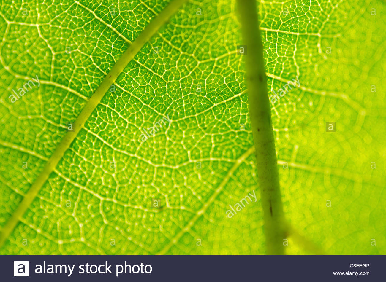 Closeup Of A Green Leaf In Backlight As Background Stock Photo