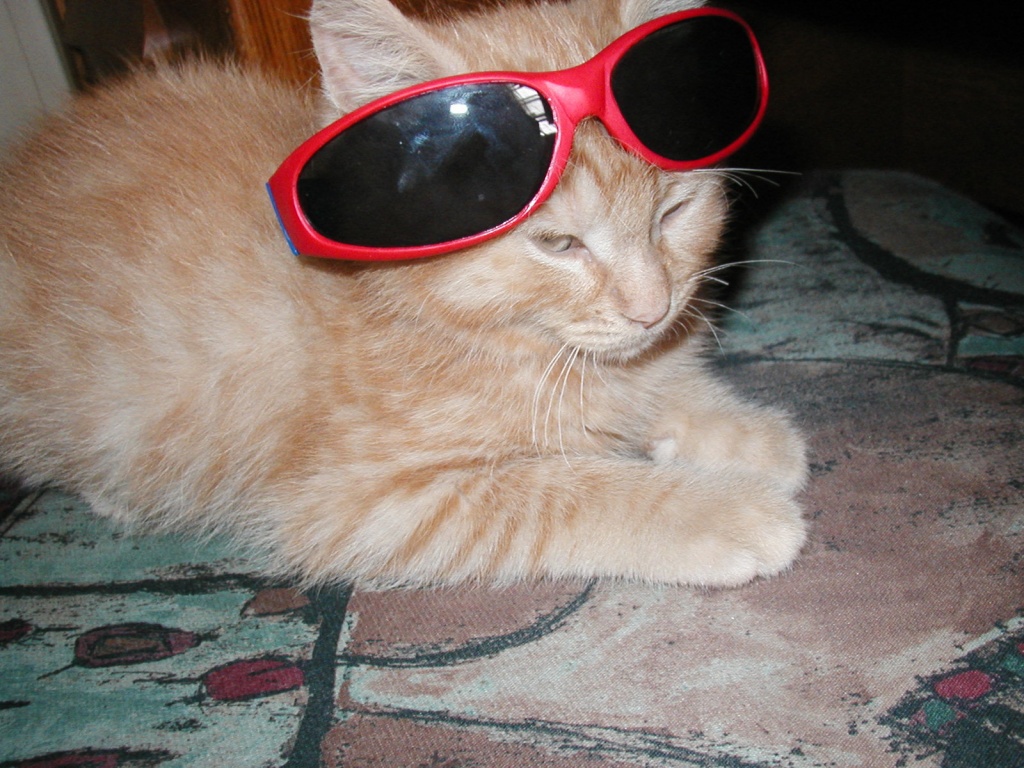Cat Wear Glasses Funny Desktop Wallpaper And Stock Photos