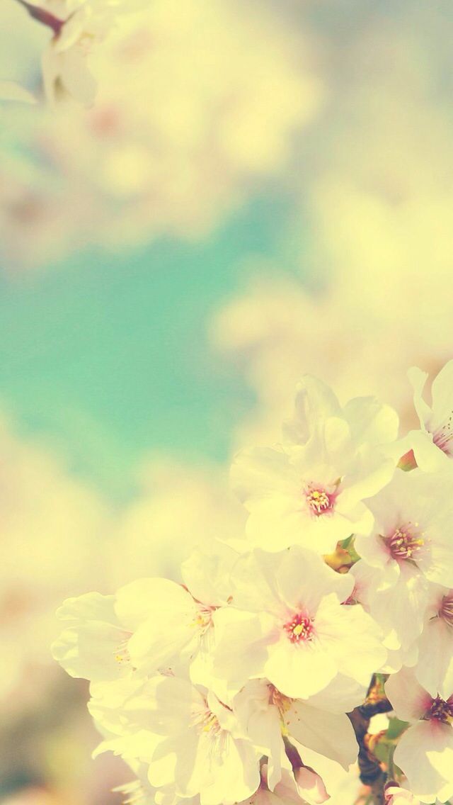 iPhone Wallpaper Cherry Blossom