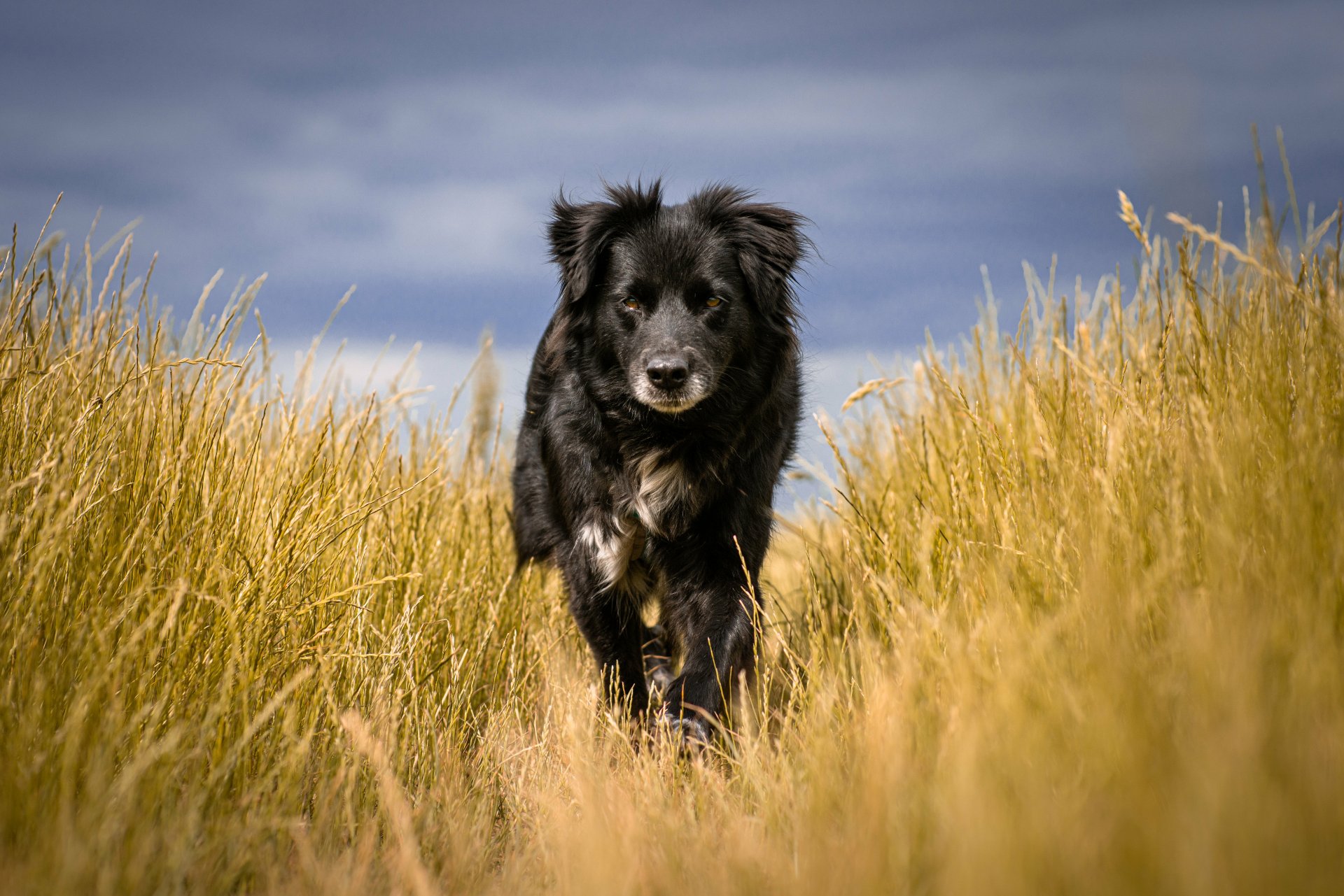 A black dog with a white patch on its chest runs through a field of tall, dry grass. The background sky is blue and slightly overcast