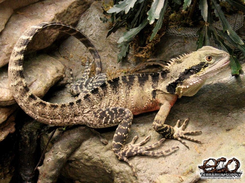 Austrailian Water Dragon Wallpaper Animal Background