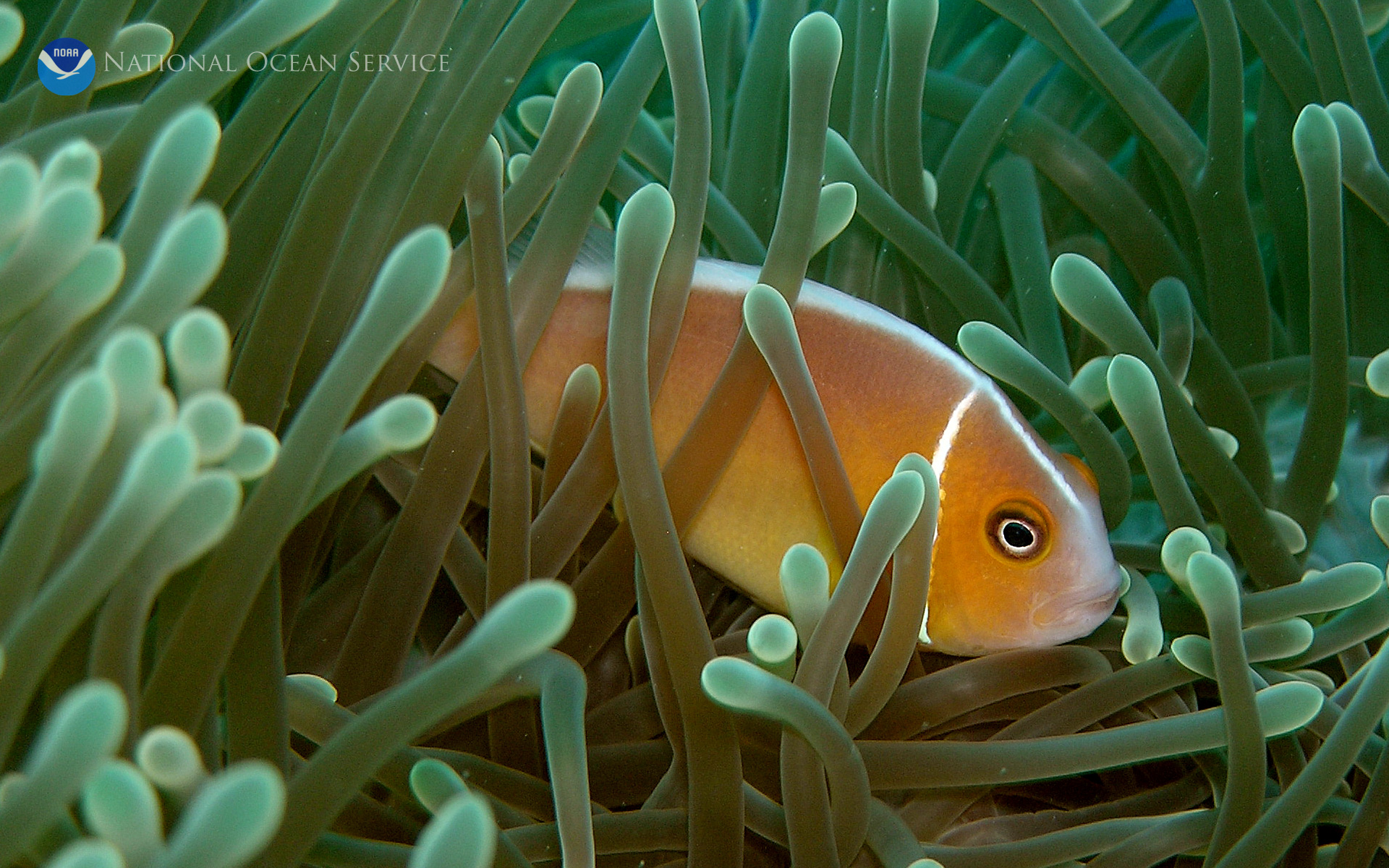 Ocean Desktop Explore Sea Search Background Clownfish Animated