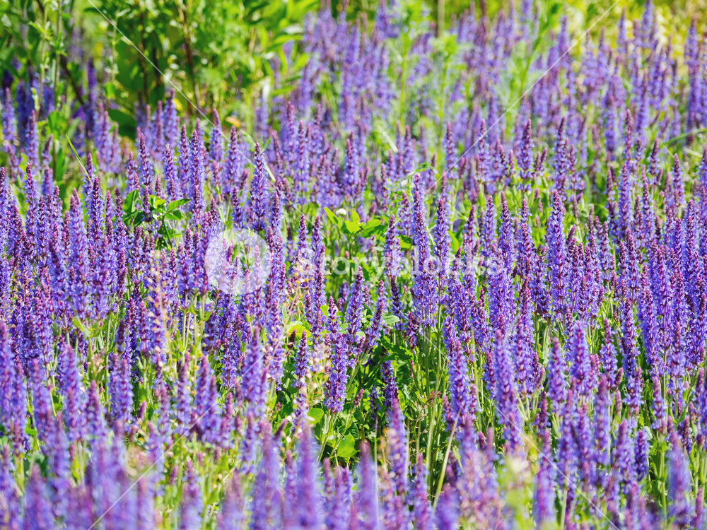 Natural Summer Background With Blooming Woodland Sage Balkan