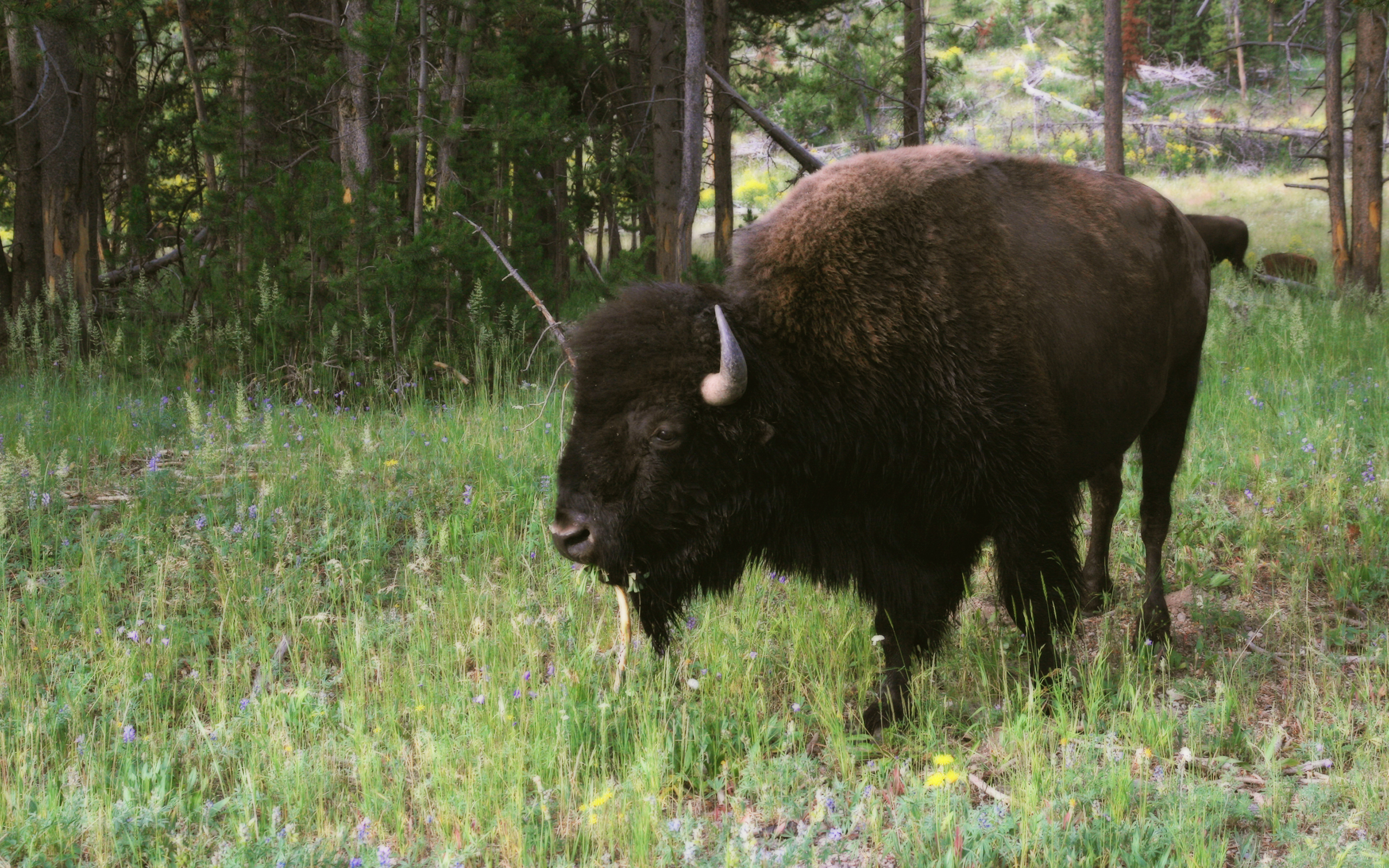American Bison In