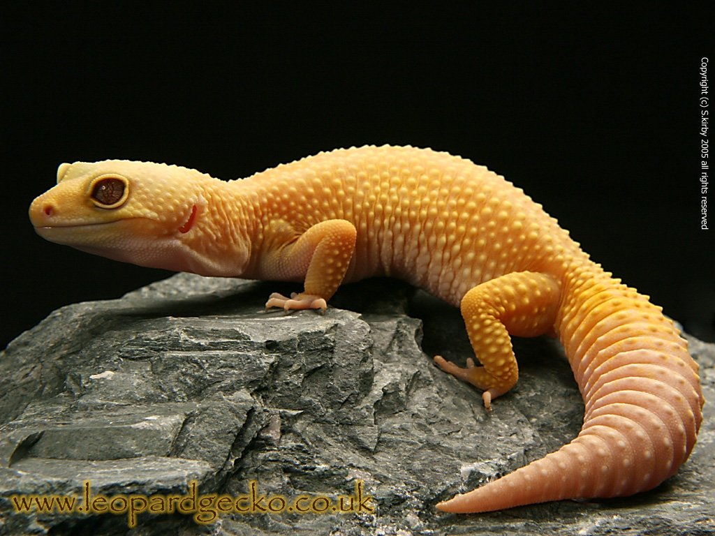 Best Image About Leopard Gecko Pets Happy And