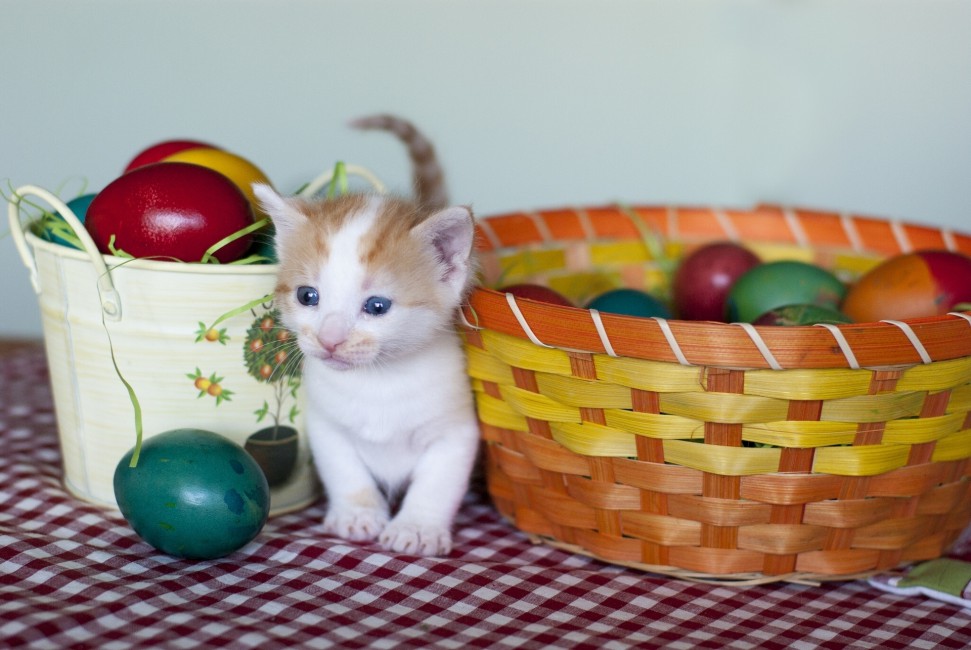 Kitten Eggs Easter Basket Stock Photos Image HD