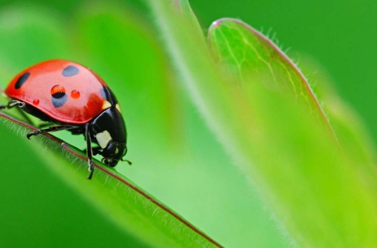 Ladybird Beetle HD Live Wallpaper For Android Apk
