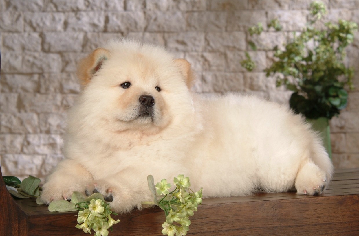 Chow Chow Puppy Dog Top Image Wide HD Wallpapers Of Dog