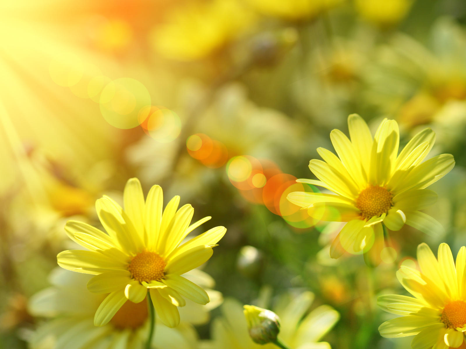 Spring Photo Wallpaper High Definition Quality Widescreen