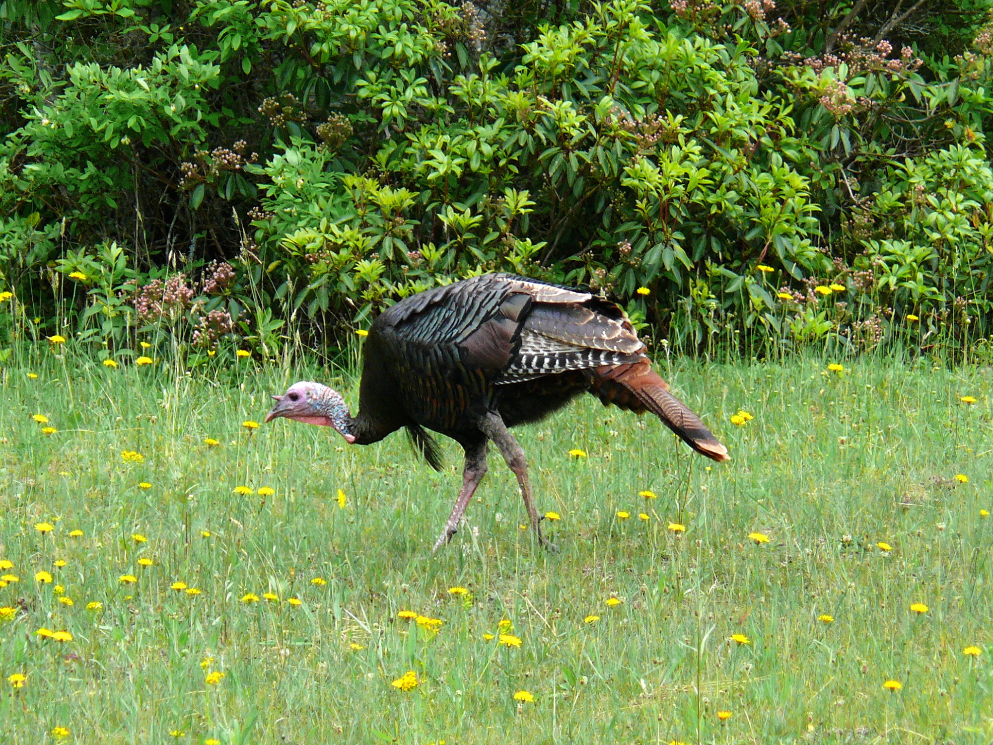 File Wild Turkey Jpg Wikimedia Mons