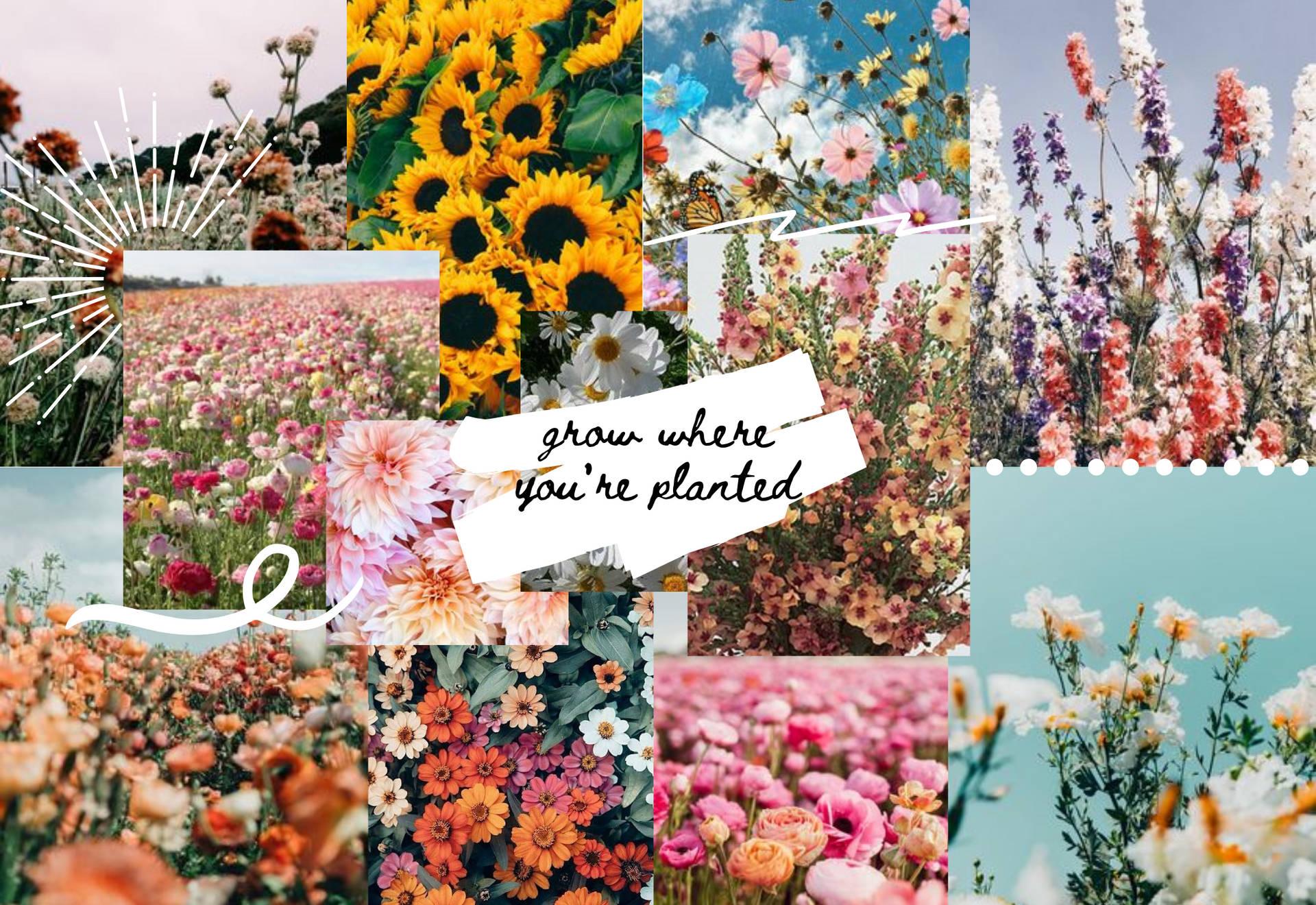 Aesthetic Spring iPhone Screen Wallpaper
