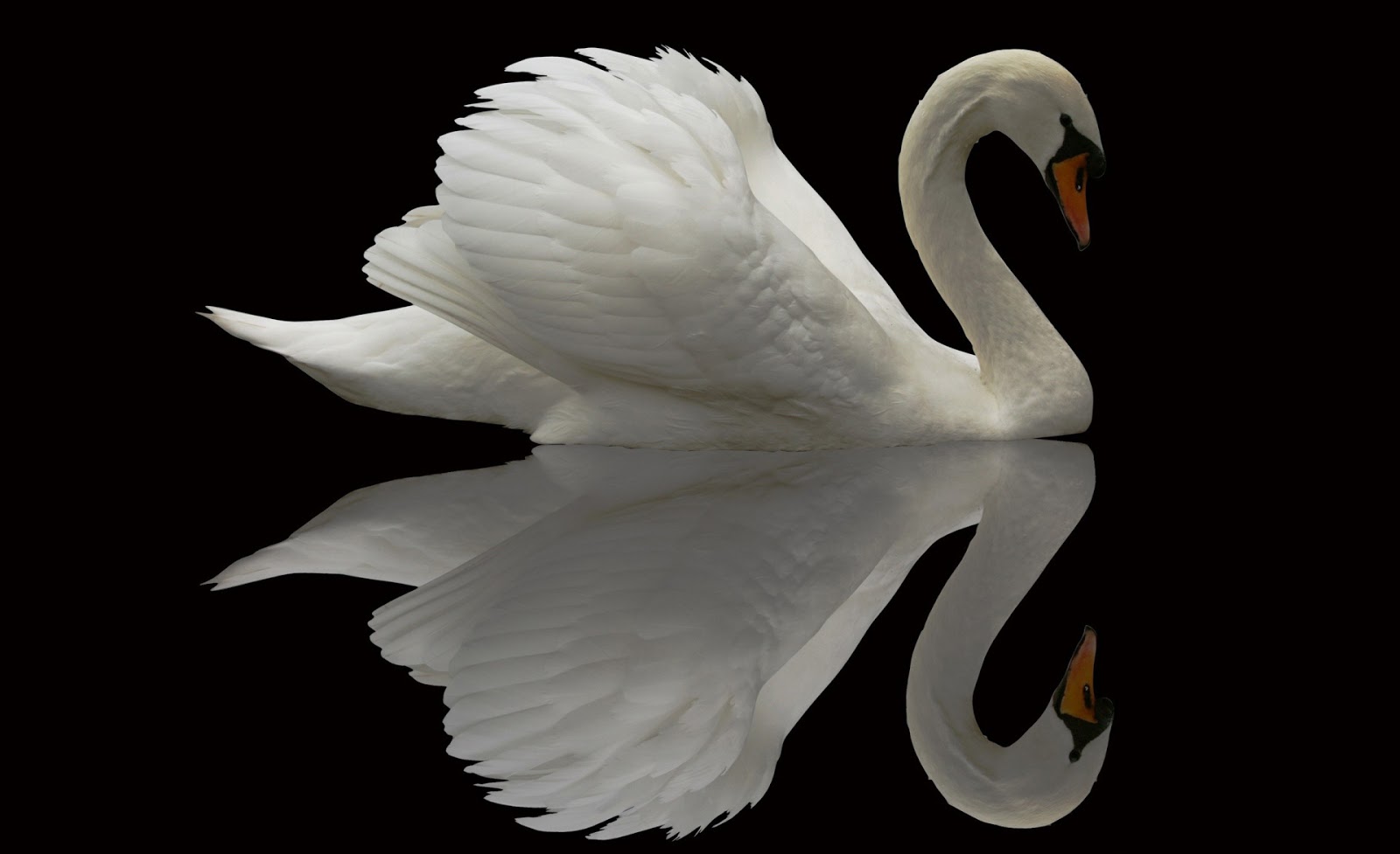 White Swan Reflection Birds