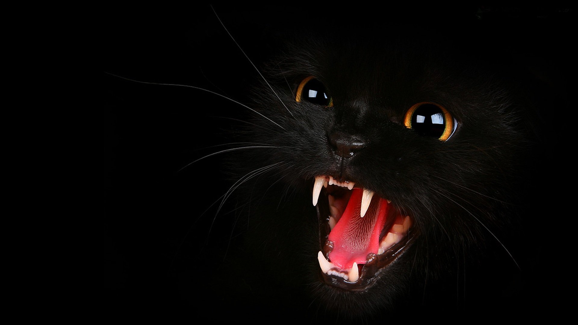 Dark Cats Pattern Wallpaper Images amp Pictures   Becuo 1920x1080