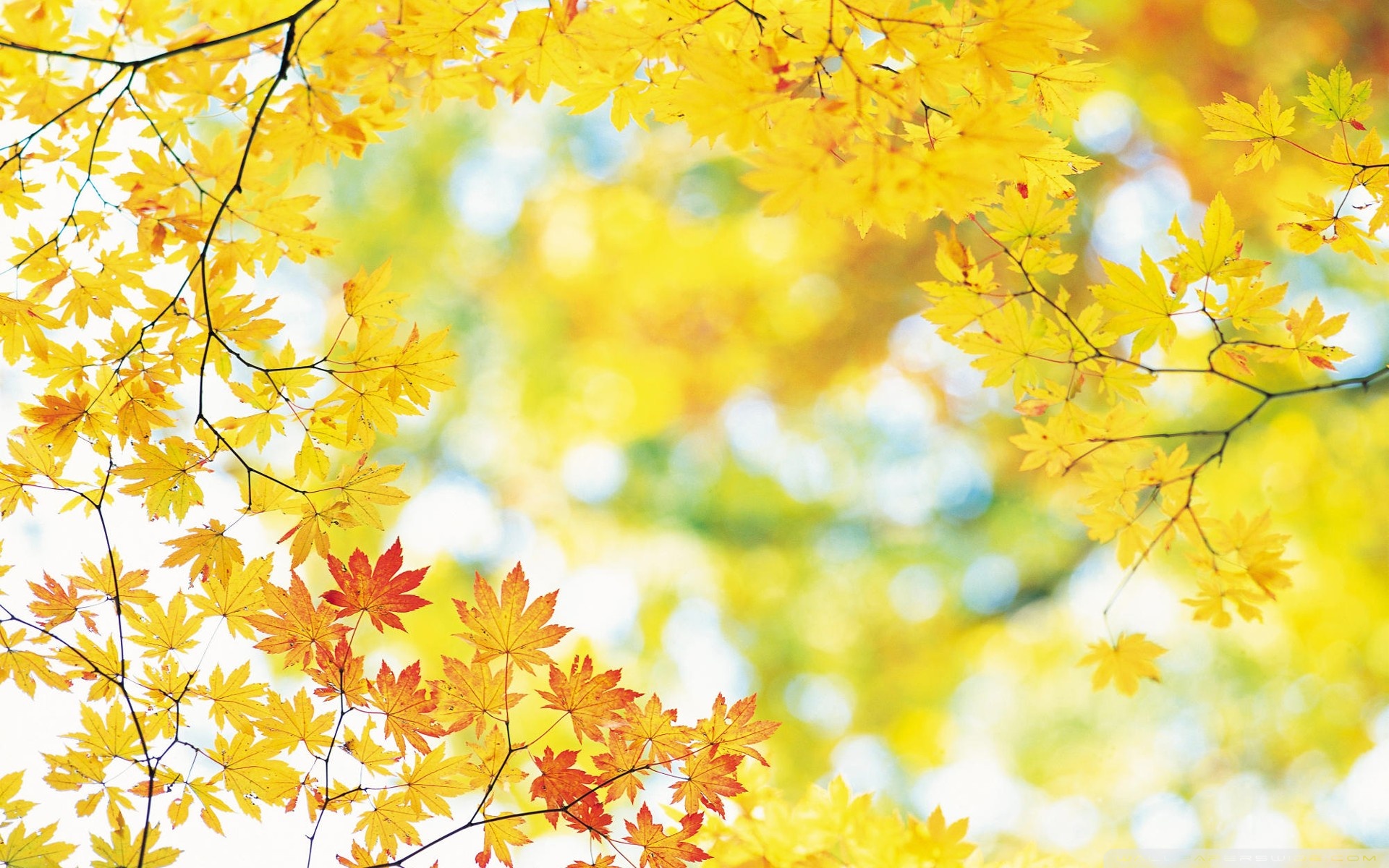 Yellow Maple Leaves 4k HD Desktop Wallpaper For Ultra Tv