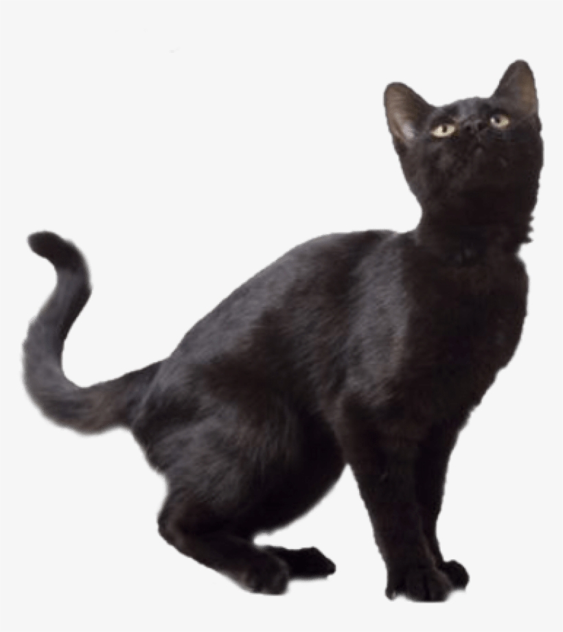 Png Black Cat Image Transparent