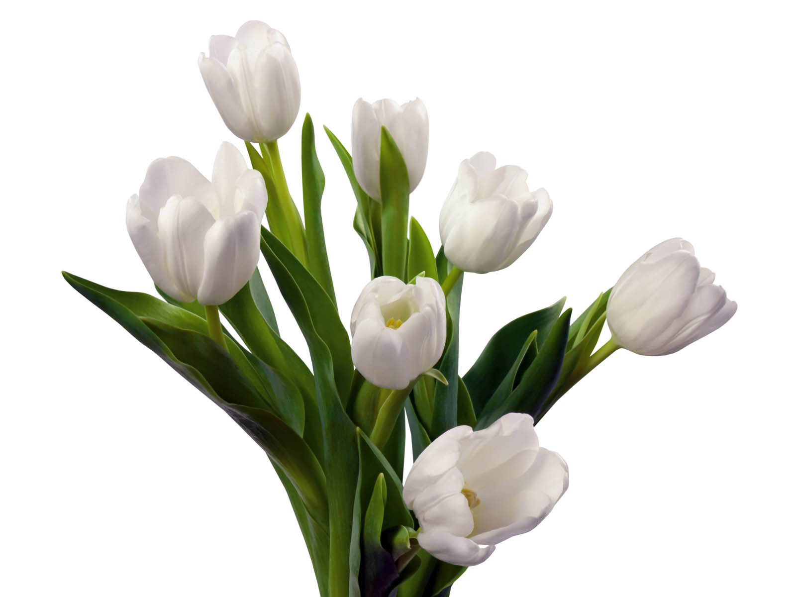 White Tulip Flowers Atoz Desktop Wallpaper