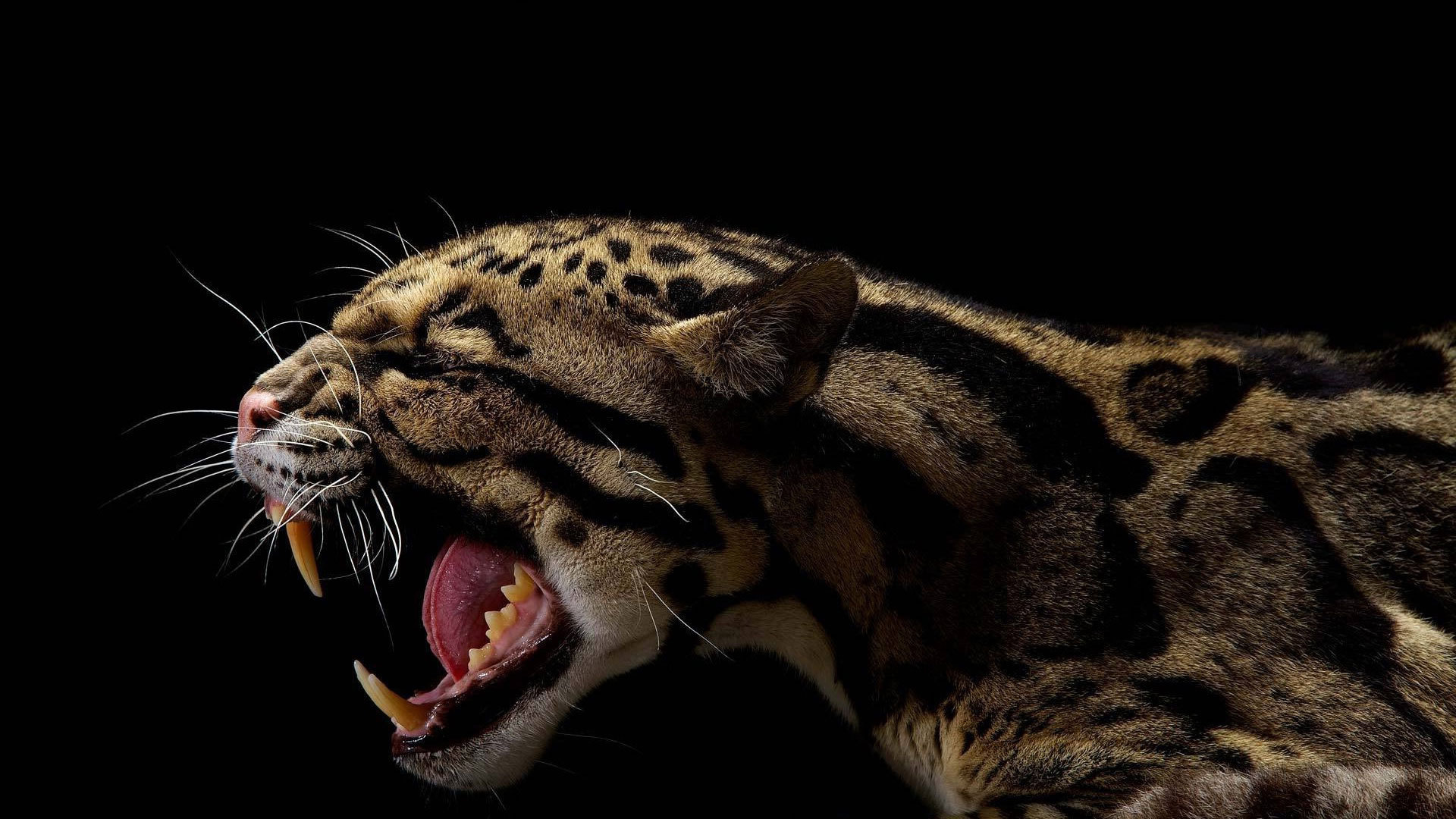 Black Leopard 4K Wallpaper