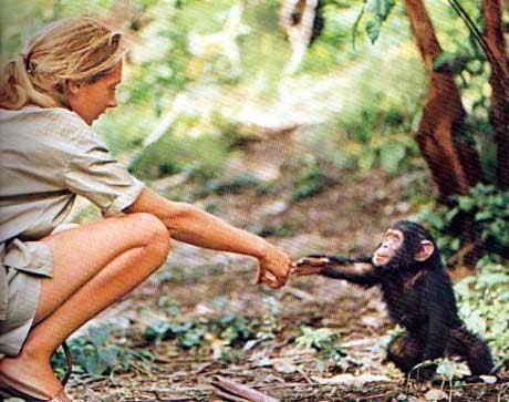Monkeys Image Litlle Monkey With Jane Goodall Wallpaper