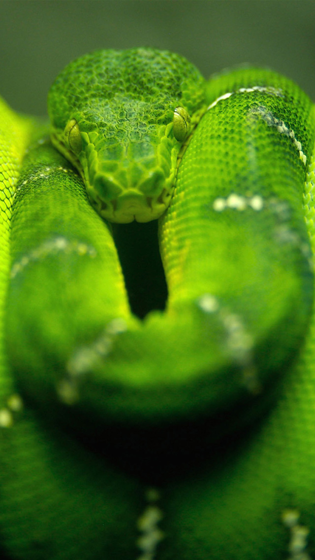 Green Snake iPhone Wallpaper