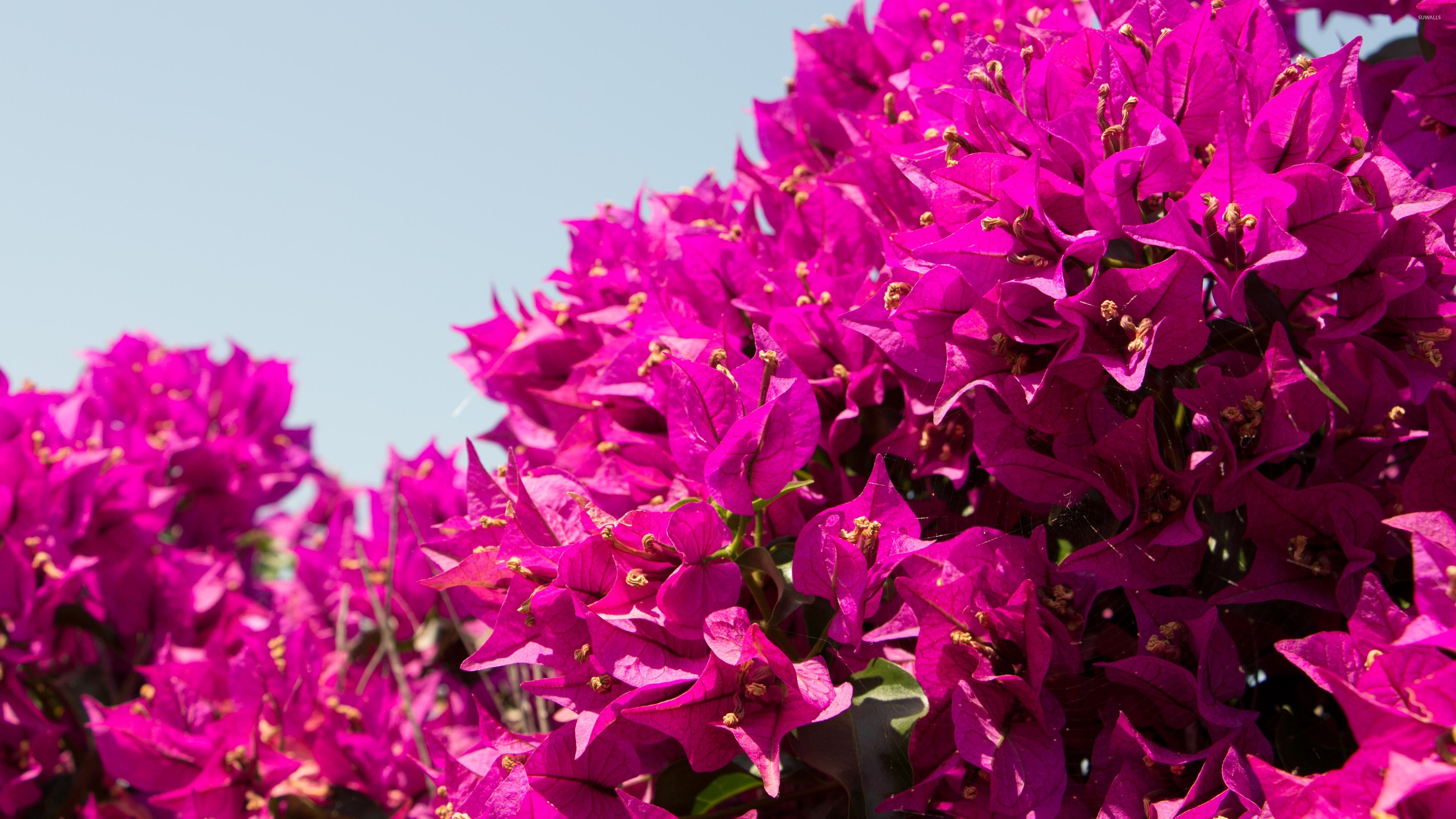 Bougainvillea Wallpaper And Background Image