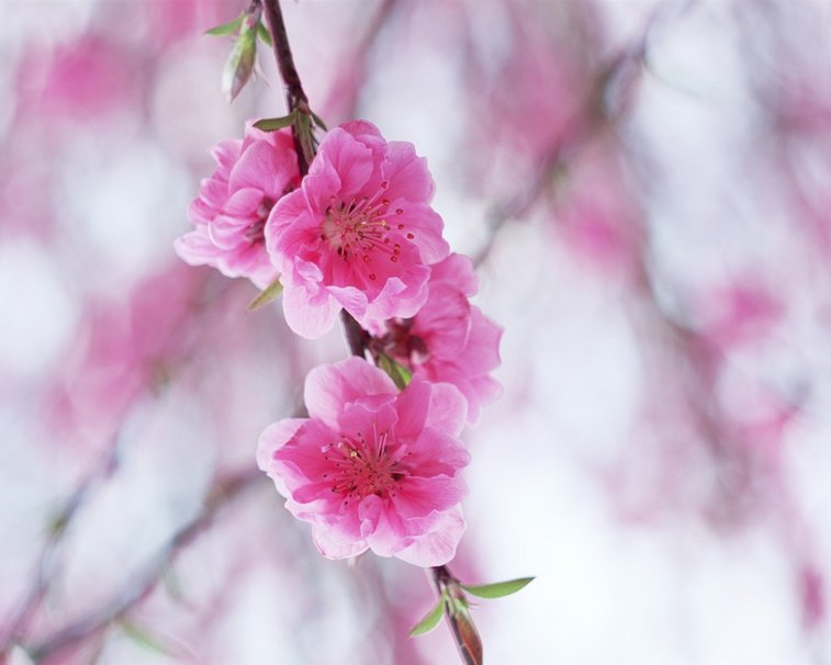 Pink blossoms cherry wallpaper