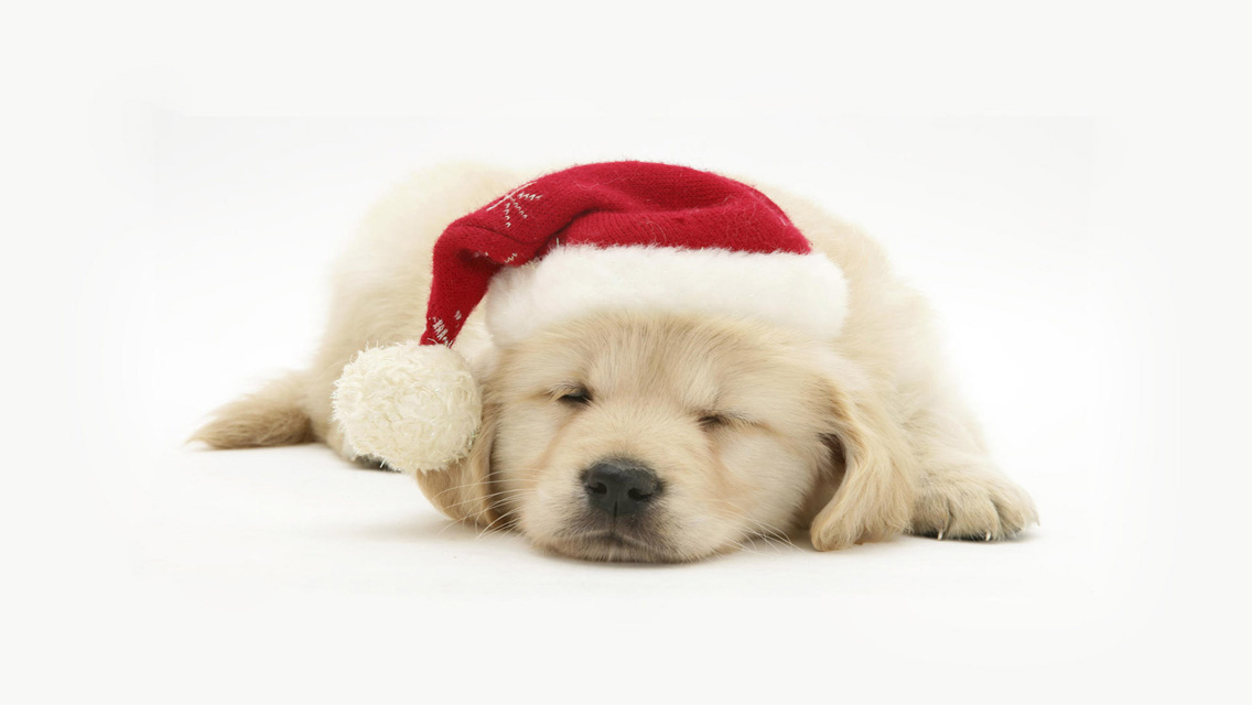 Puppies Wallpaper Christmas Puppy  Christmas puppy Puppy wallpaper Pet  holiday