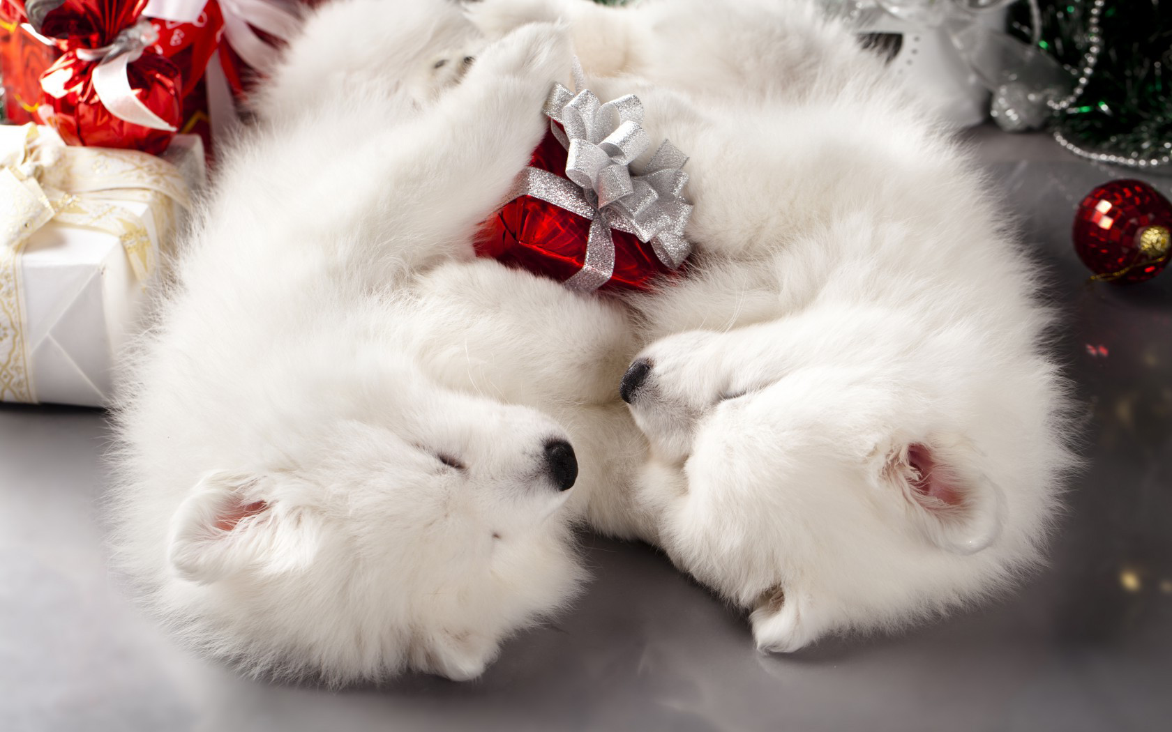 White Puppies Christmas Wallpaper Gallery Yopriceville High