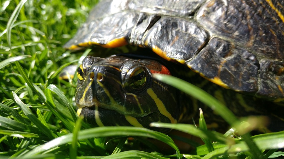 Turtle Red Eared Slider Photo On