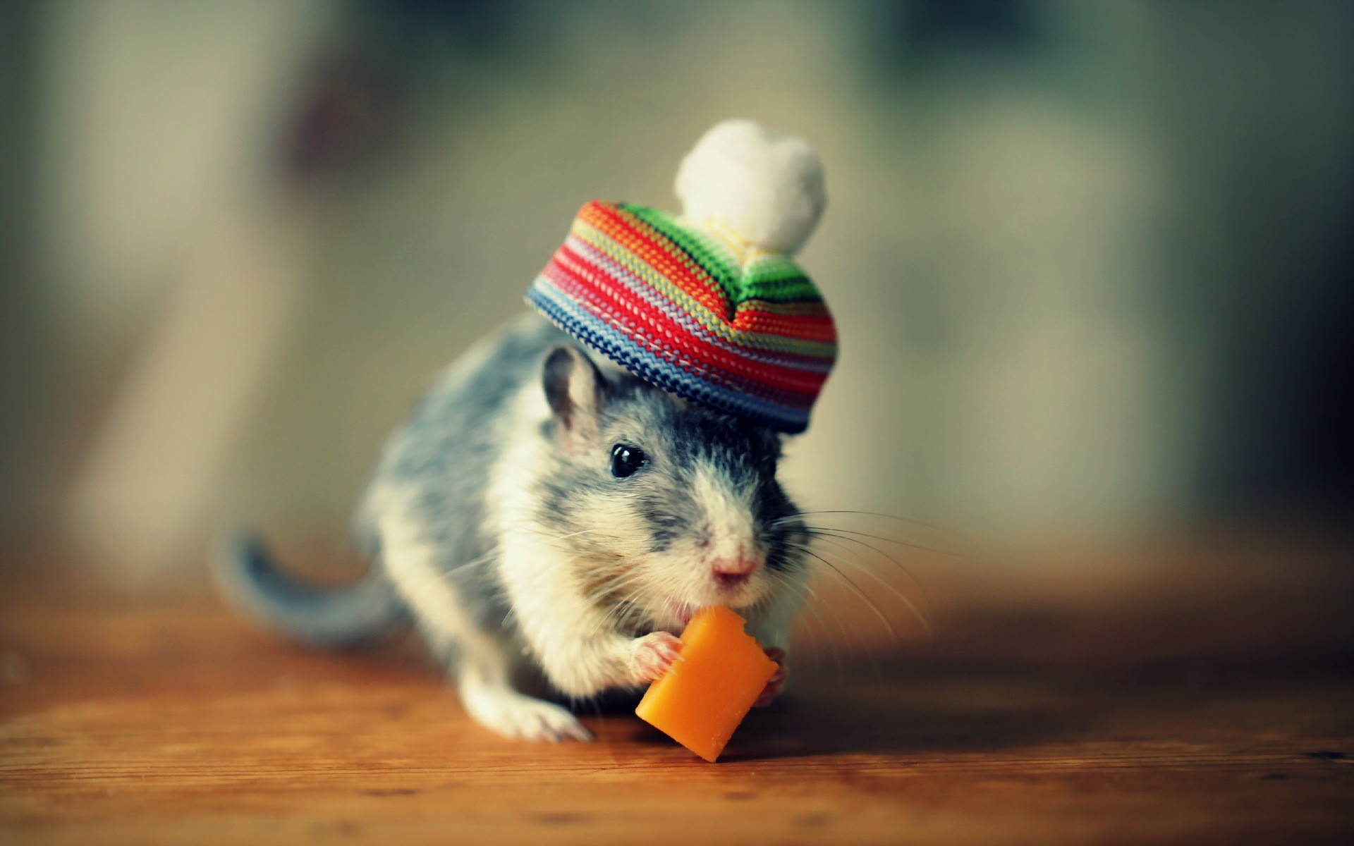 Animals Mice Hats Wallpaper