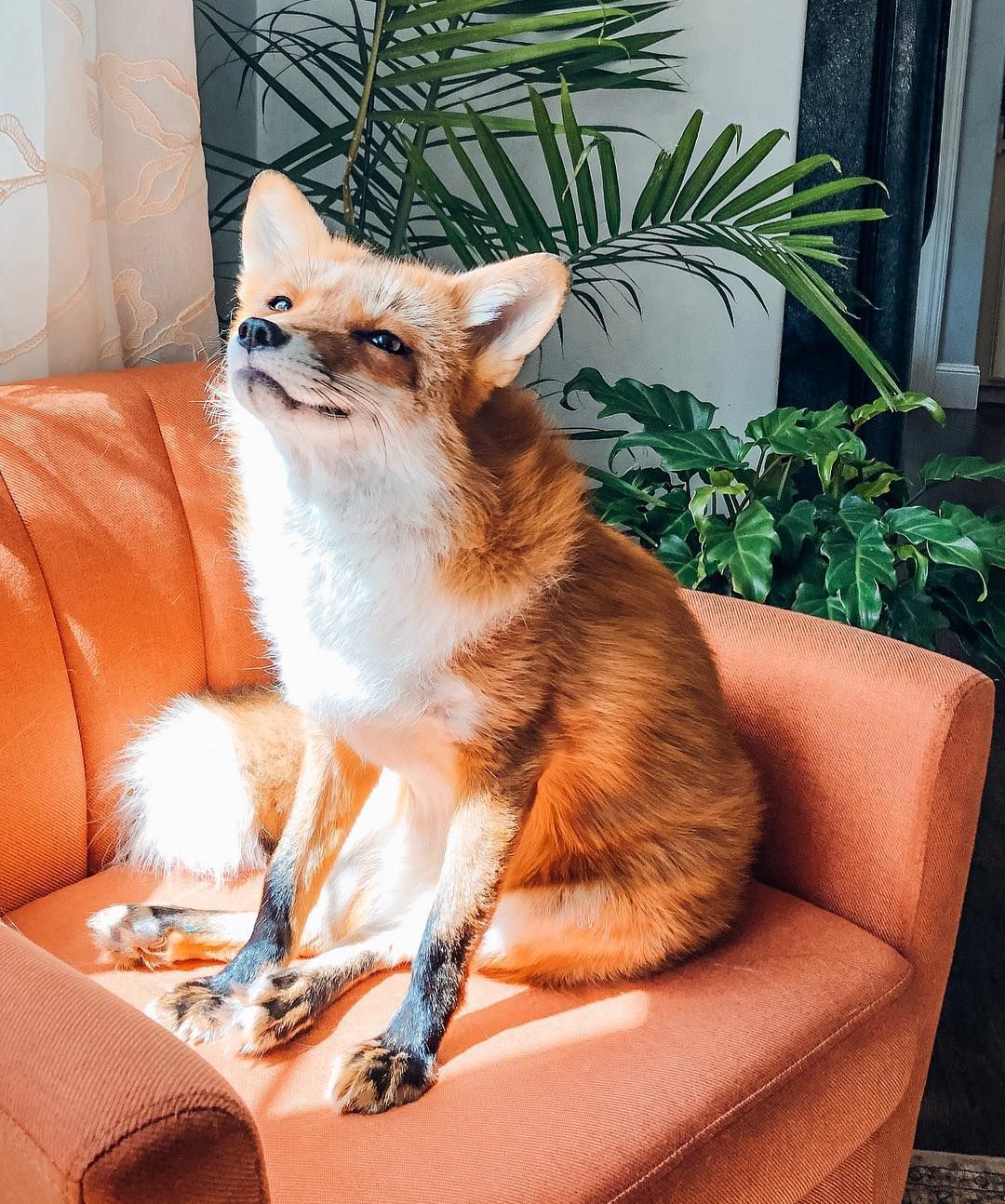 Animal Instagram Accounts You Have To Follow Cute Photos