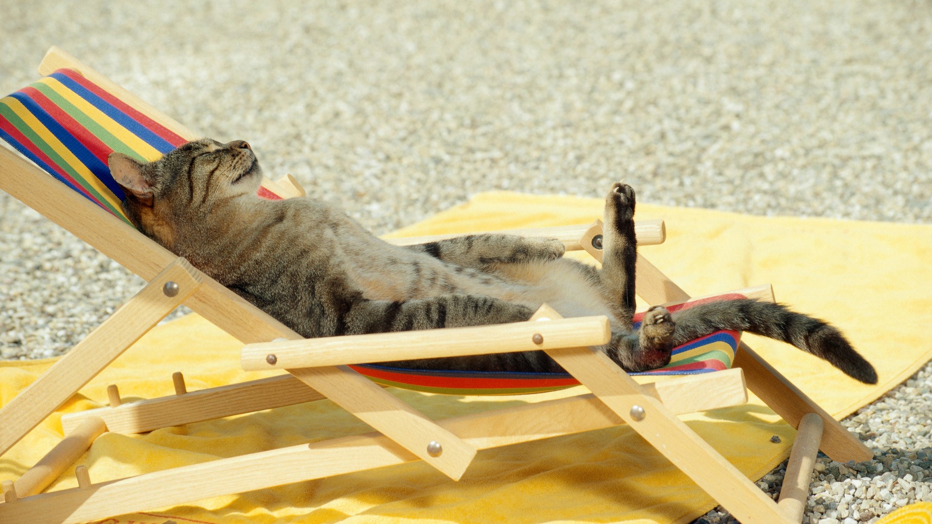 Funny Cat Sleeping On Beach Chair Photos HD Wallpaper