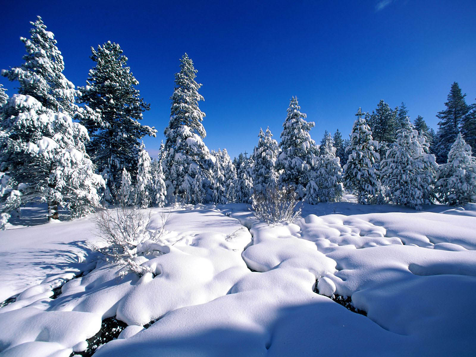 A pristine winter landscape with snow-covered evergreen trees under a vibrant blue sky