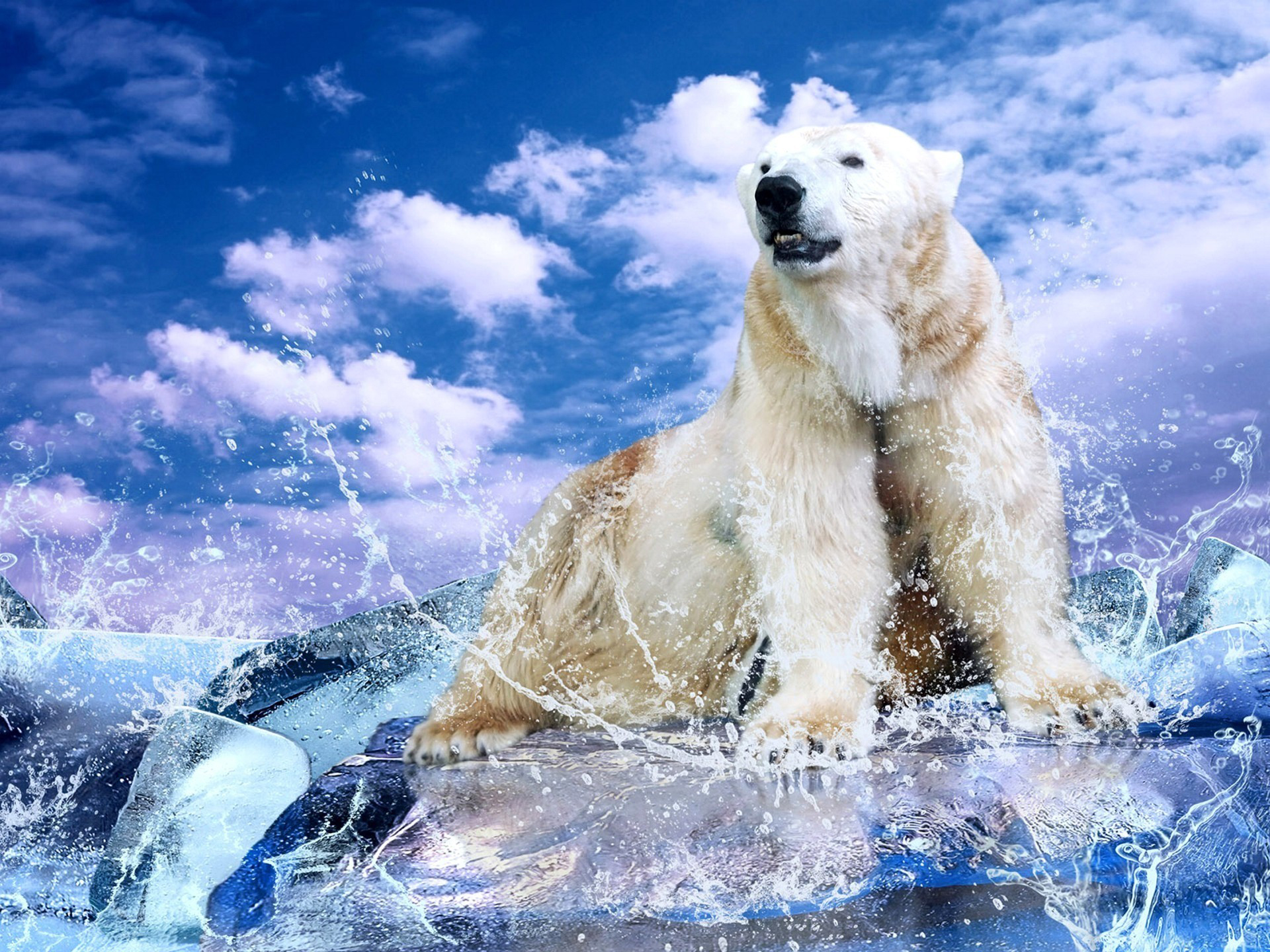 Ososjuegos Polar Bear HD Wallpaper De Osos Descargar Online