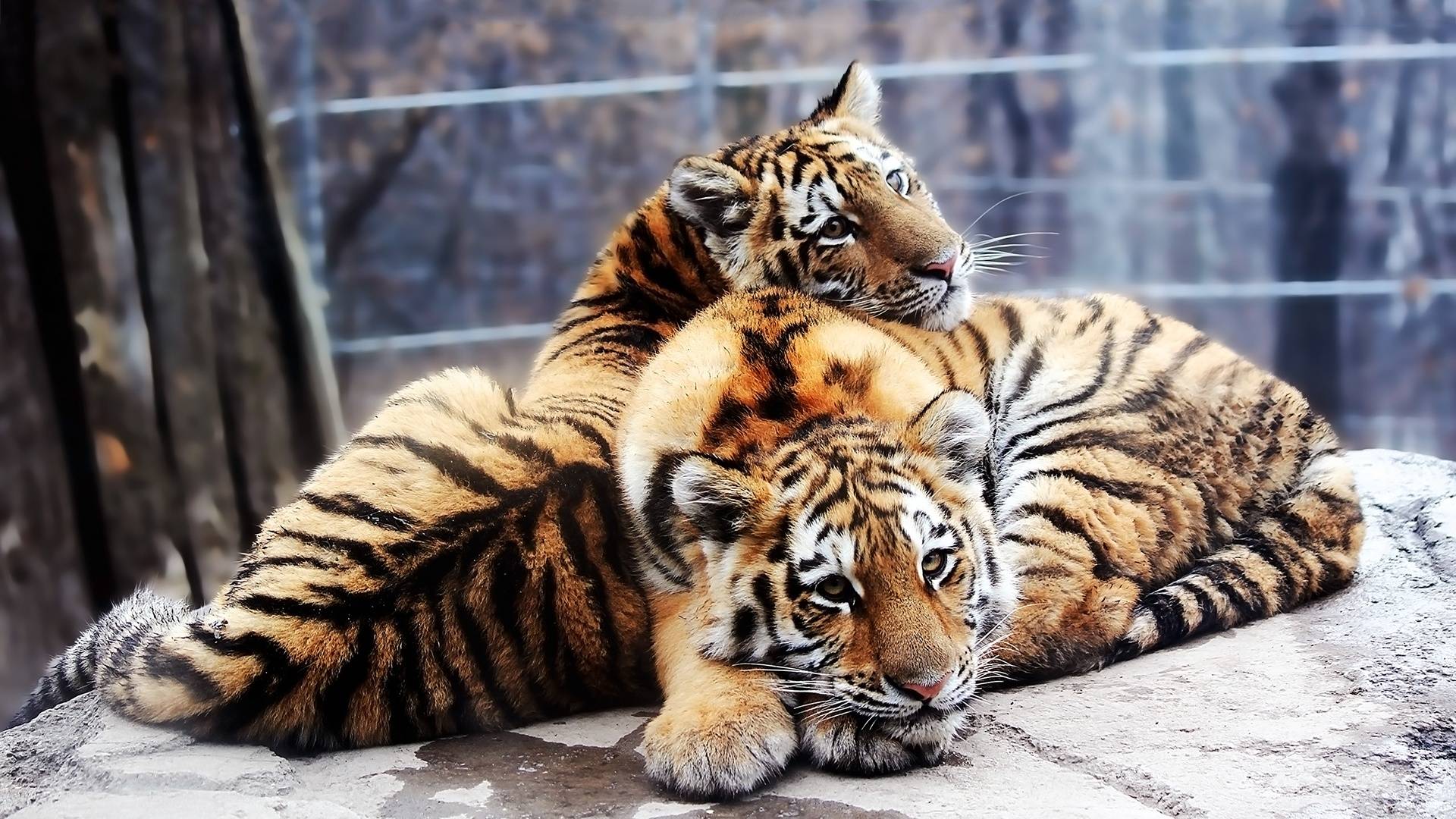 Siberian Tiger Wallpaper Animal Lovers