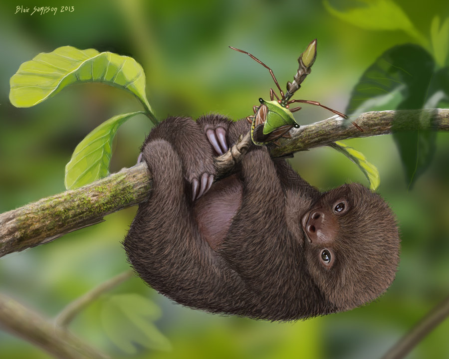 Cute Baby Sloth Wallpaper Little Mocha And A Bug