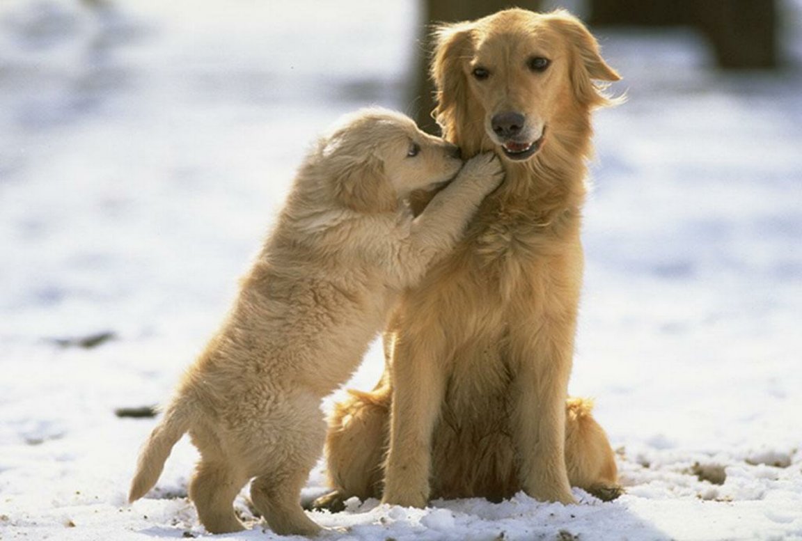 Golden Retriever With Puppy Photo And Wallpaper Beautiful