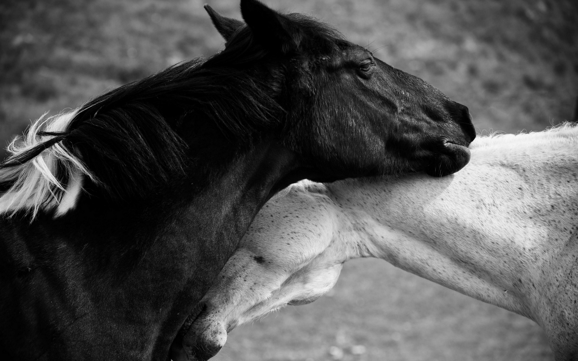 Black And White Horse Love X Close