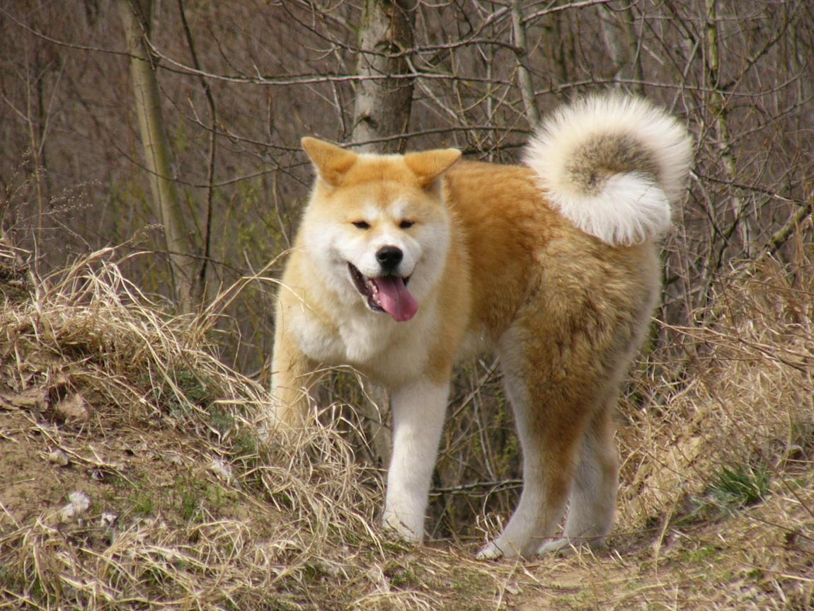 Akita Inu At The Autumn Forest Photo And Wallpaper Beautiful