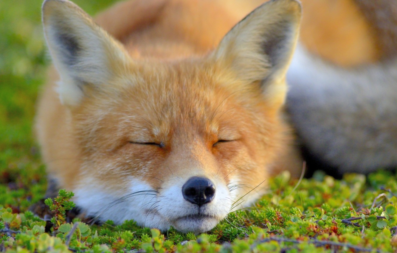 Wallpaper Face Fox Sleeping Image For Desktop Section