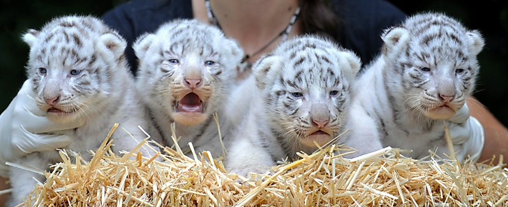 Beautiful White Tiger Cubs Wallpaper Wallpaper Pictures 728x297