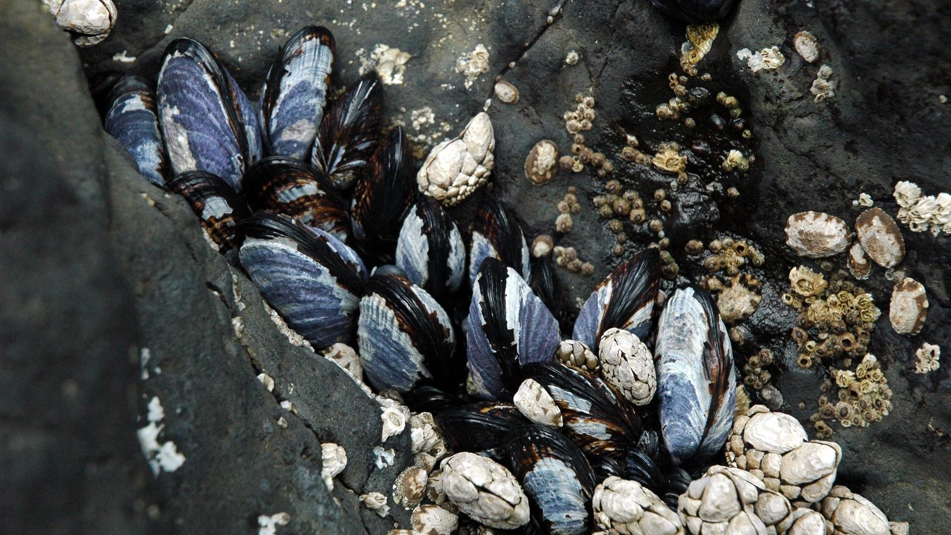 Nature Clam Shell Wallpaper