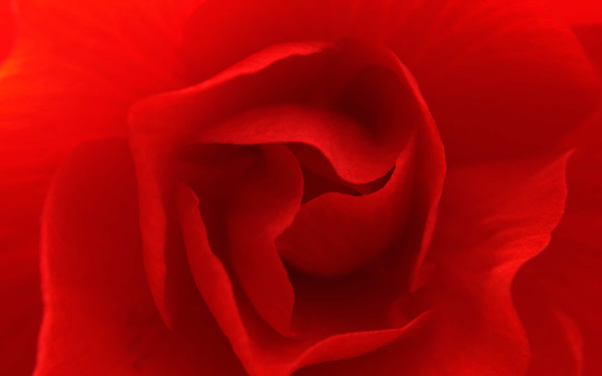 Close-up of a vibrant red flower, showcasing the delicate folds and textures of its petals against a rich, red background