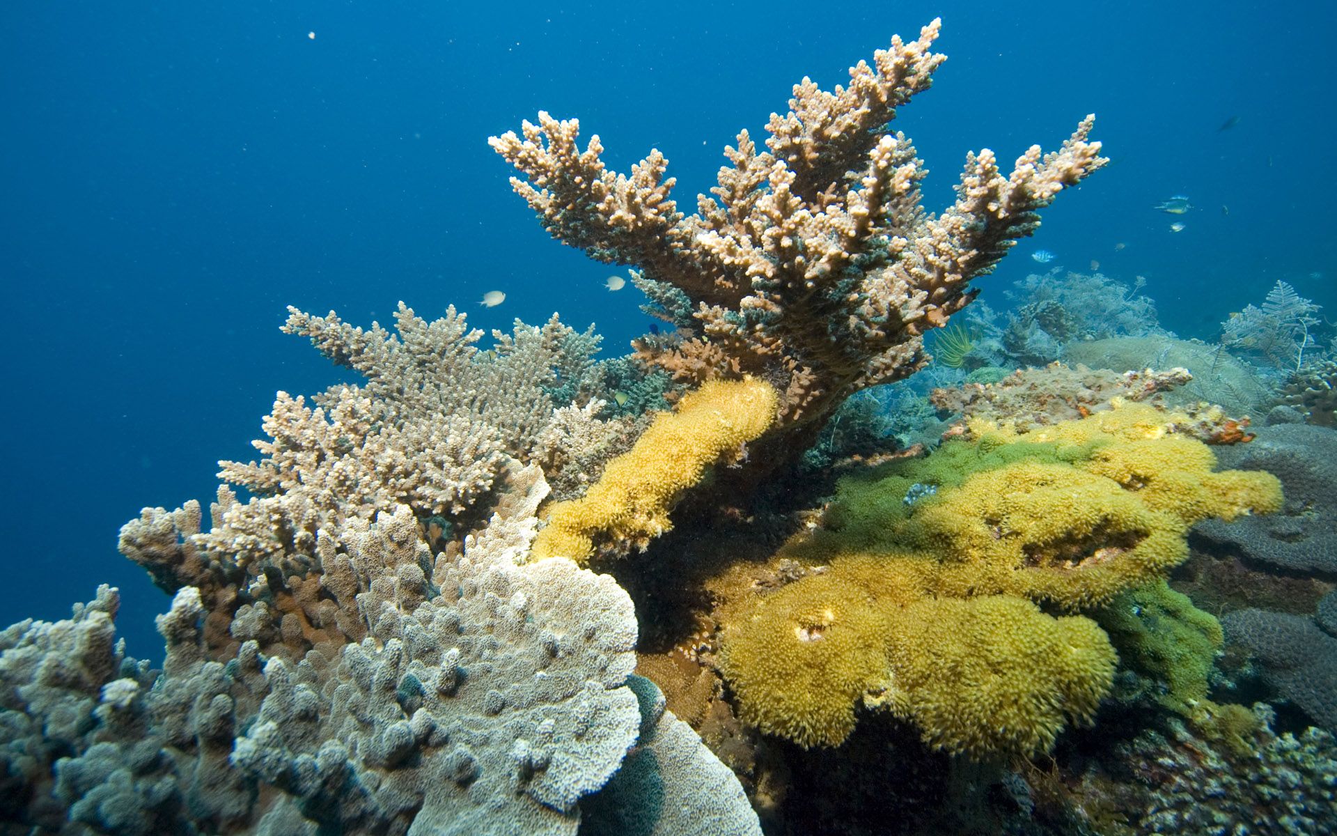 Wallpaper For Coral Reef Widescreen
