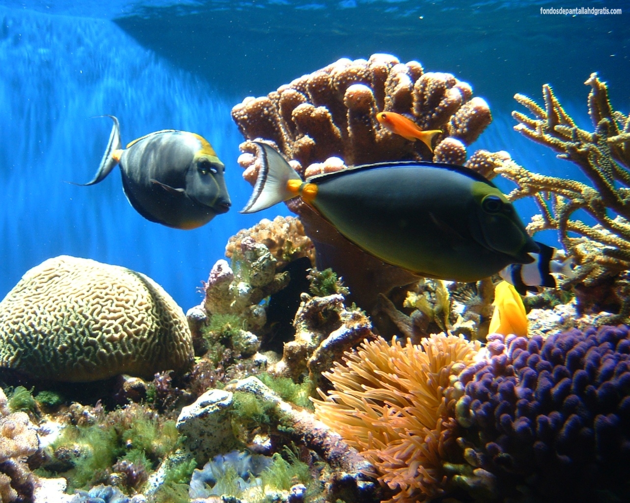 Imagen Coral Reefs Wallpaper HD Widescreen Gratis