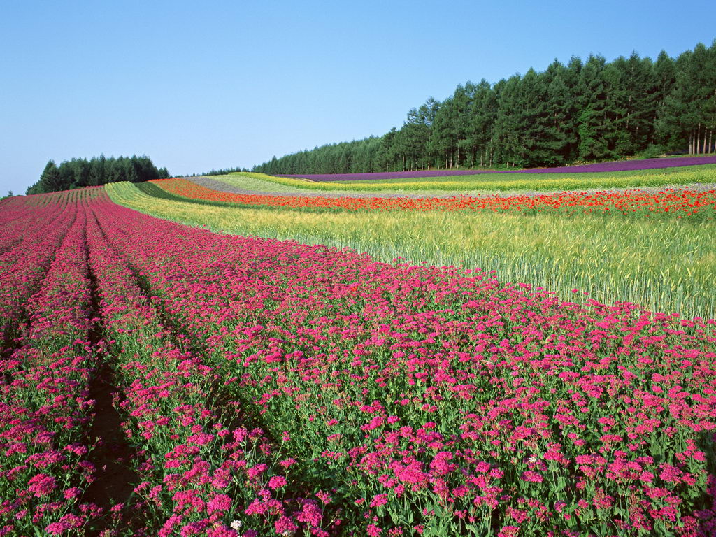 World Most Beautiful Flowers Colour Full HD Desktop Wallpaper