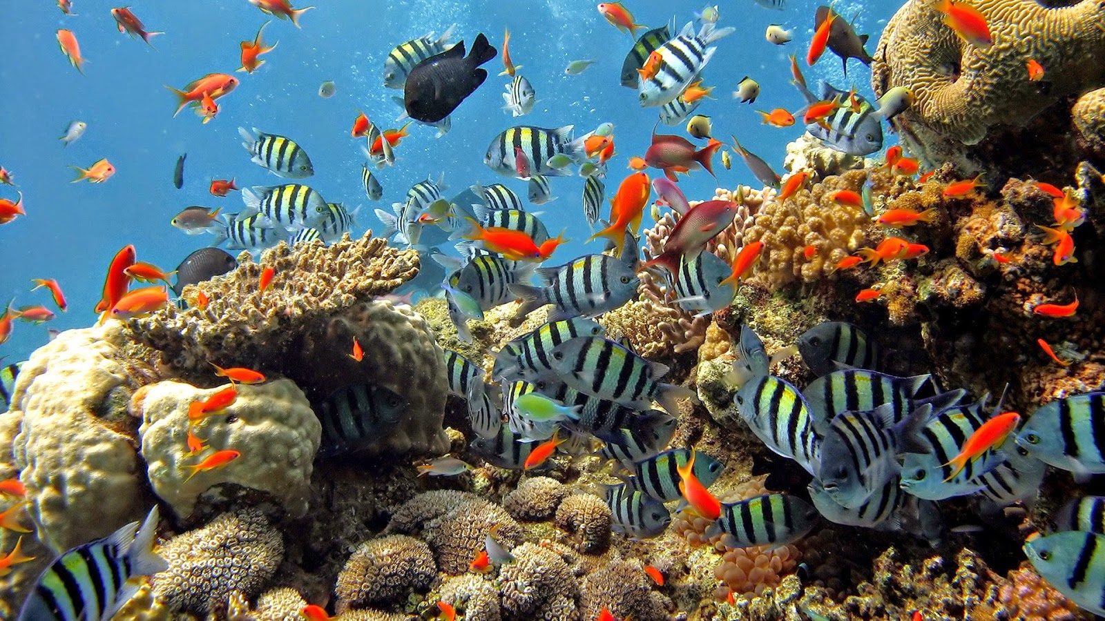 50 Coral Reef Live Wallpapers WallpaperSafari 50 Coral Reef Live Wallpapers WallpaperSafari