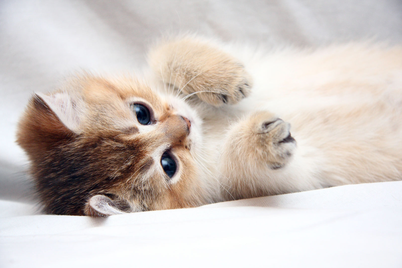 Cats images So cute HD wallpaper and background photos